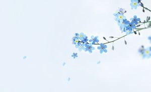 美麗的藍色小花PPT背景圖片