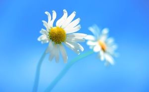 Fond bleu PPT belle fleur de soleil