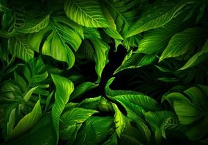 Exquisite green leaf PPT background map free download