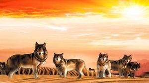 砂漠のオオカミパックPPT背景画像