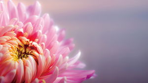 Image de fond de diapositive de chrysanthème