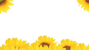 Sunflower PPT background picture