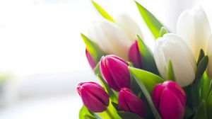 Schönes Tulpenblumen-PPT-Hintergrundbild