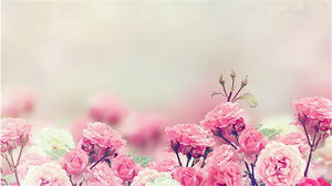 粉红玫瑰花朵幻灯片背景图片