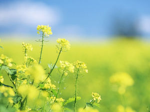Yellow rapeseed flower PPT background picture