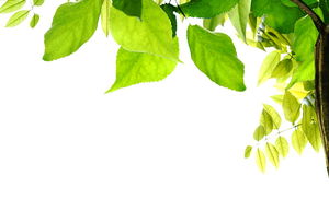 PPT-Hintergrundbild des grünen Blattes der Ecke