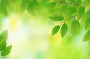 PPT Hintergrundbild der Sonnenscheinlaubpflanze