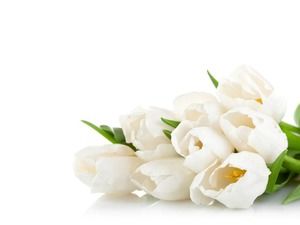 Zwei weiße Tulpen PowerPoint Hintergrundbild herunterladen