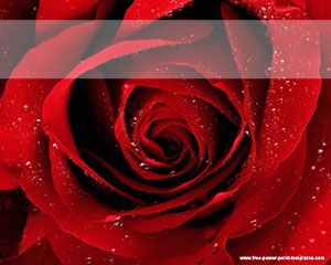 紅玫瑰Powerpoint模板