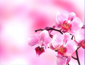 Eine Gruppe von rosa und brillanter Blumen Slide Hintergrundbild herunterladen