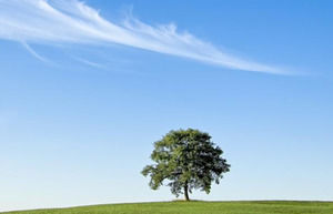 A Tree in a Meadow powerpoint template