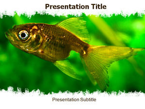 Animal - fish ppt template