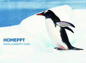 Plantilla animal del PPT protección Pingüino antártico