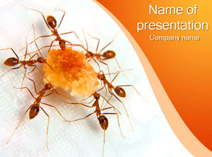 Ants With Sugar PowerPoint 
