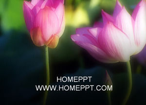lotus buatan PPT Template Download