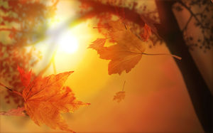Autumn leaves under the maple leaf PPT background picture