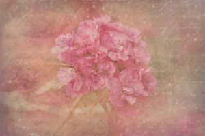 美しいピンクの花の芸術PPTの背景画像