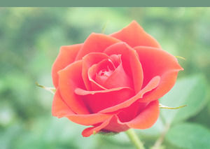 Beau modèle powerpoint Rose Flower