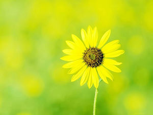 Beautiful yellow floral PPT background picture