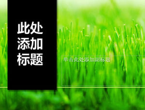 Czarne pionowe tytuł pączek zielona trawa PPT szablon