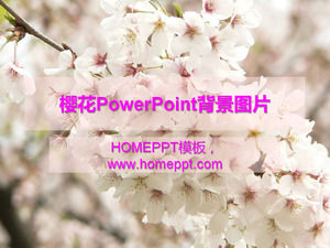 Cherry Blossom PowerPoint фоновое изображение скачать бесплатно