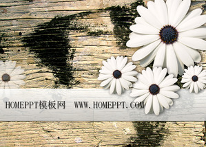 Chrysanthemum board background PPT modèle télécharger