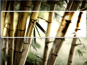 Cancella bambù scivola modello di presentazione scaricare