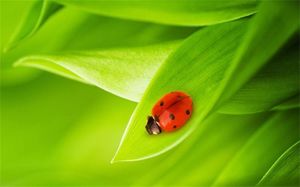 Cute seven-star ladybug slide background