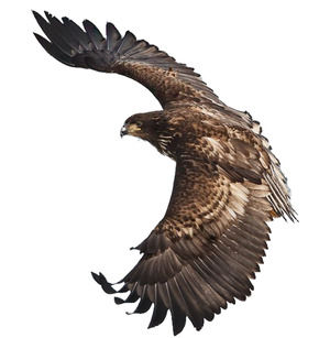 Aigle aigle ailes volent boucle libre png grande image