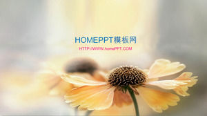 Elegant background sunshine with flowers under the slide background image
