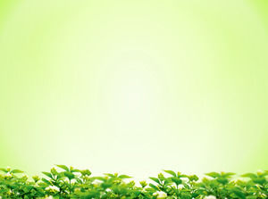 優雅的綠色背景葉綠葉幻燈片背景圖片下載