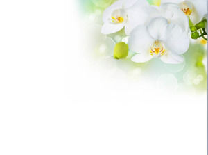 elegant white butterfly slideshow background image download butterfly powerpoint background