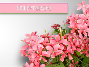 花卉背景植物主题PPT模板下载