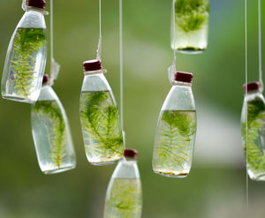 Vetro bottiglia di acqua bottiglia verde muschio pianta PPT immagine di sfondo
