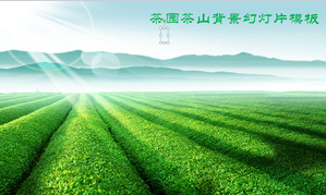 แม่แบบสีเขียว Chashan Chazhuang Tea Garden PPT