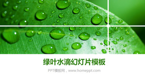 Green Fresh Leaves Drops PowerPoint Template Download