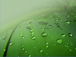 Green leaf dew PPT background template