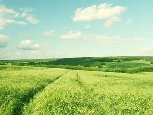 Зеленые поля пшеницы РРТ фоновое изображение