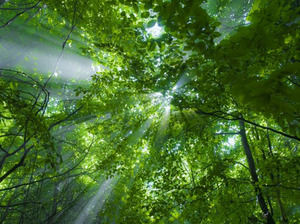 Cahaya Beam Melewati Melalui Pohon powerpoint template yang