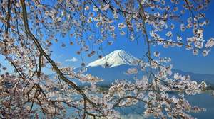 Mont Fuji Cherry Blossom Slideshow Image d'arrière-plan