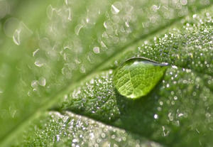 Природа Зеленый лист с шаблоном воды Powerpoint