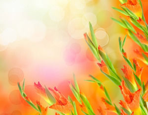 Fleurs orange chaud Diaporama background image télécharger