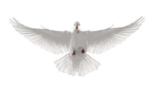 平和鳩HD無料フリンジPNG画像