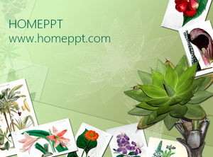 Plant album PPT template download