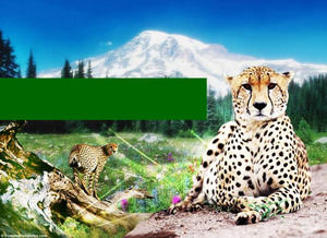 Puma perlindungan hewan Powerpoint Templates