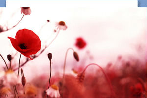 Red poppy flower PPT background picture