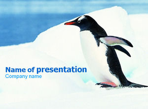 Antarktydy pingwiny Szablony Powerpoint