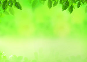 picături de apă frunze galben tonuri de verde PPT imagini de fundal
