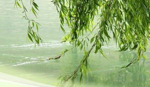 Weeping Willow Brushed Flowing Water - Spring Nature PPT template