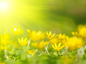 黃色背景花卉PPT背景圖片